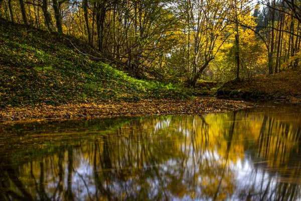 Прекрасний Знімок Річки Осіннім Листям Дерева — стокове фото