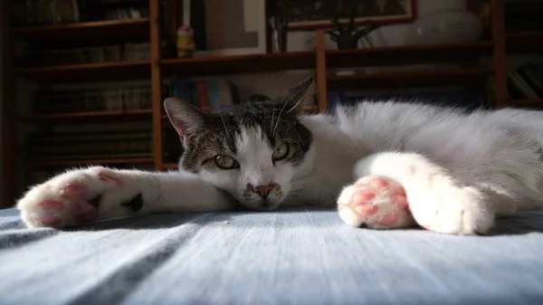 Macska Pózol Kamera Előtt Ideális Koncepció Háziállatok Állatok Otthoni Kényelem — Stock Fotó