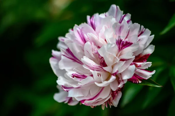 Zbliżenie Ujęcie Pięknego Kwiatu Kwitnącego Ogrodzie Zamazanym Tłem — Zdjęcie stockowe
