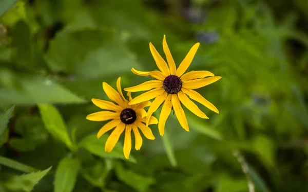 Primer Plano Flores Amarillas Rudbeckia Creciendo Jardín — Foto de Stock