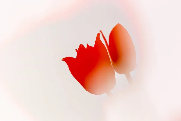 Silhouette Red Tulips Graphic Effect Copy Space — Stok fotoğraf