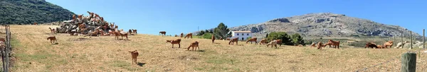 南スペインの丘の上のヤギの群れ — ストック写真