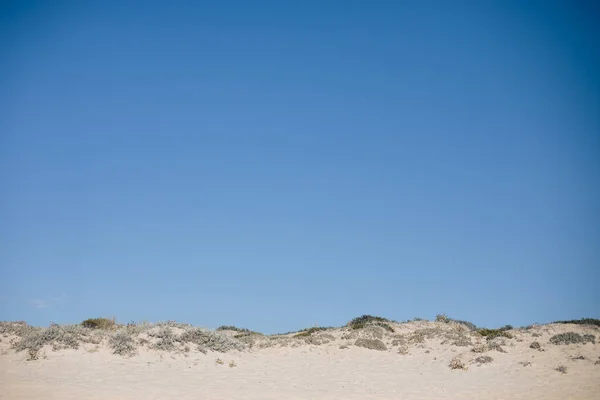 Primo Piano Vegetazione Crescita Dune Sabbia Una Spiaggia — Foto Stock