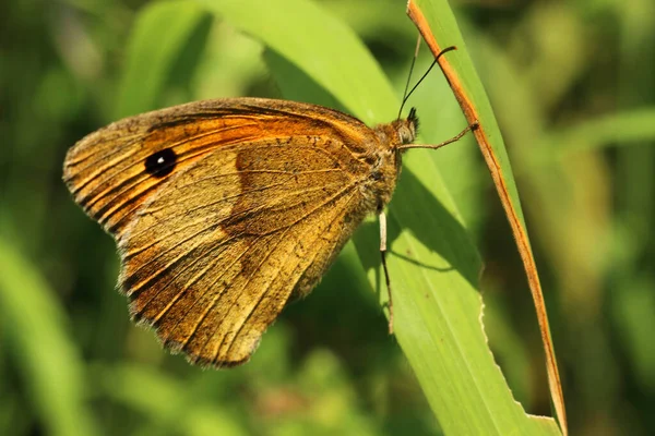 Papillon Sur Une Feuille Verte Par Une Journée Été Ensoleillée — Photo