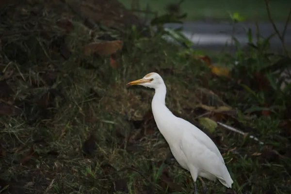 Ardea Alba Common Egret Grazing Outdoors — Stock Photo, Image