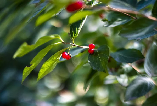 Ağaçta Yetişen Kırmızı Yabanmersinlerinin Seçici Odak Noktası — Stok fotoğraf