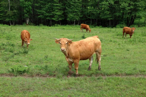 Limousine Cows Central France Earmarks According Regulation — стоковое фото