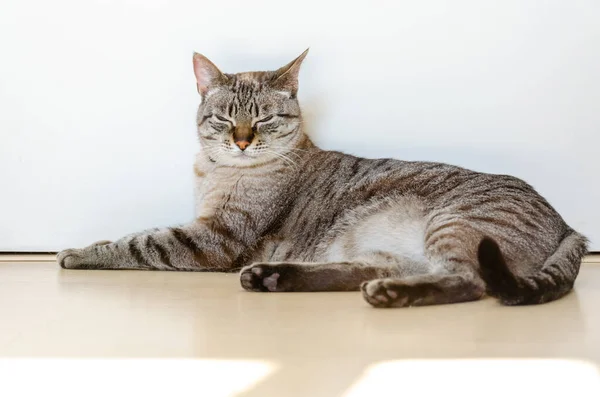 Sleppy Domestic Cat Lying Wall Home — Fotografia de Stock