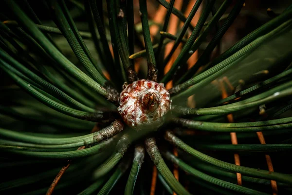 夜の松の木の枝の閉まり — ストック写真