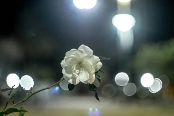 Closeup White Rose Background Bokeh Lights — Stock Photo, Image