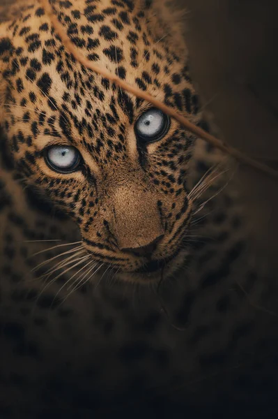 Primer Plano Vertical Una Hermosa Cara Leopardo Con Ojos Azules —  Fotos de Stock