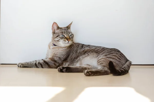 Domestic Cat Lying Wall Home — Photo