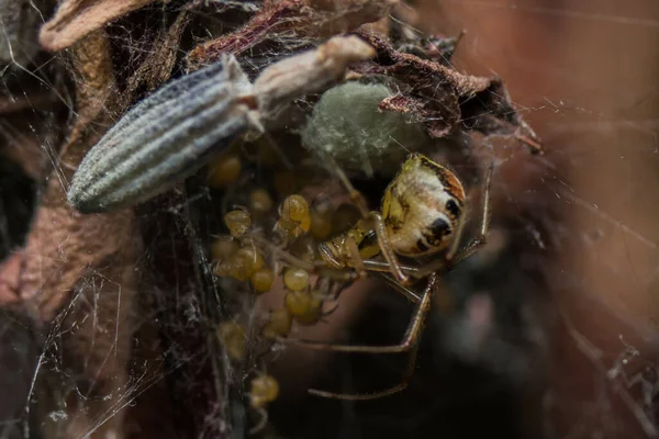 Une Mise Point Sélective Araignée Sur Nid Toile Avec Des — Photo