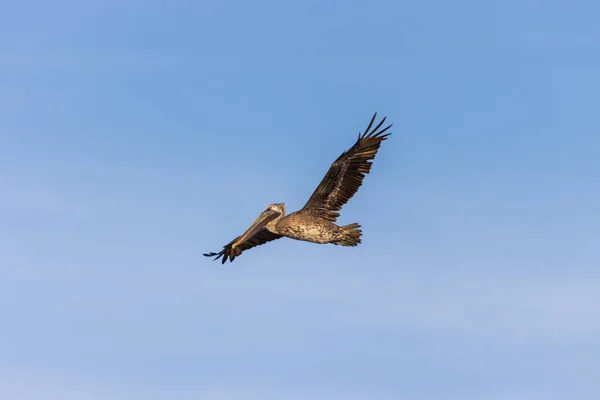 Beautiful Shot Brown Pelican Motion Clear Skies - Stock-foto