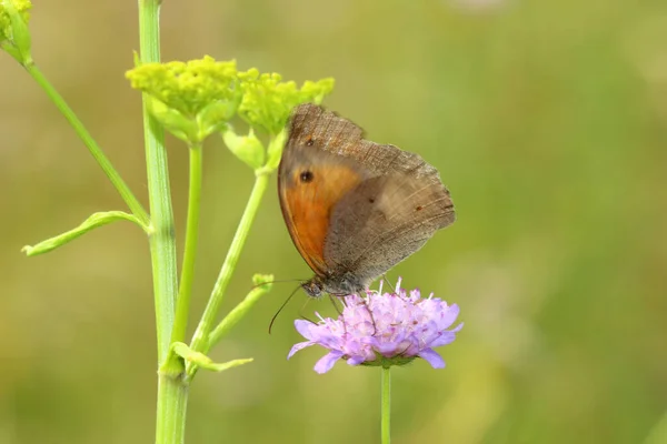 Μια Πεταλούδα Ένα Λουλούδι Μια Ηλιόλουστη Καλοκαιρινή Μέρα — Φωτογραφία Αρχείου