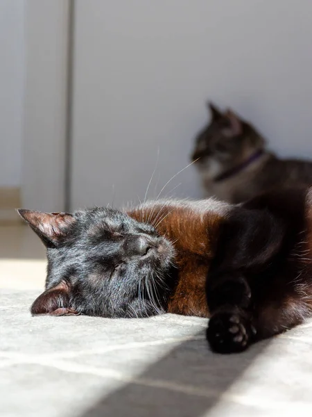 Sleepy Black Cat Lying Sunlight — Fotografia de Stock