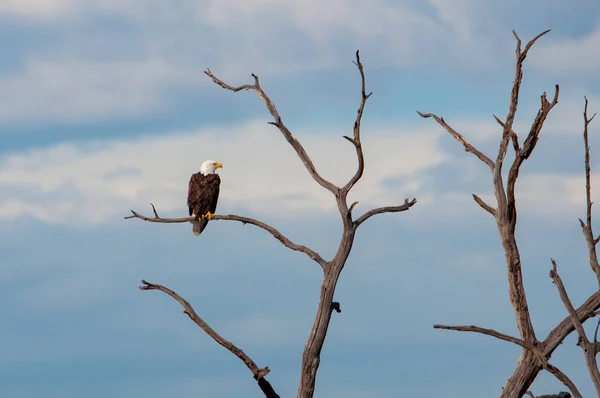 Beautiful Shot Eagle Standing Dead Tree — Stockfoto