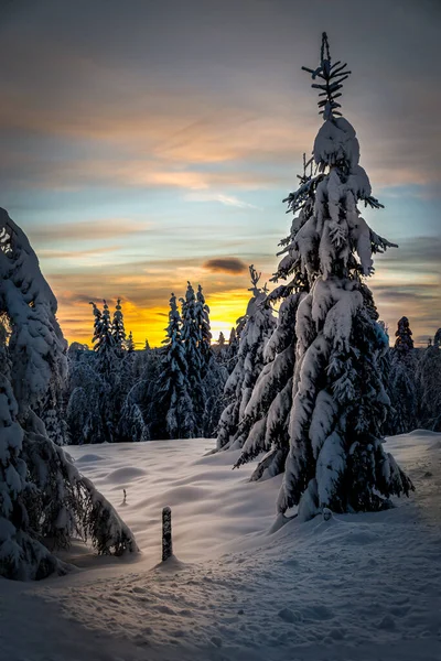 Tiro Vertical Árvores Abeto Cobertas Neve Uma Floresta Pôr Sol — Fotografia de Stock