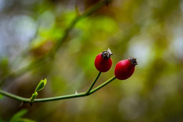 Close Rosehips Floresta — Fotografia de Stock