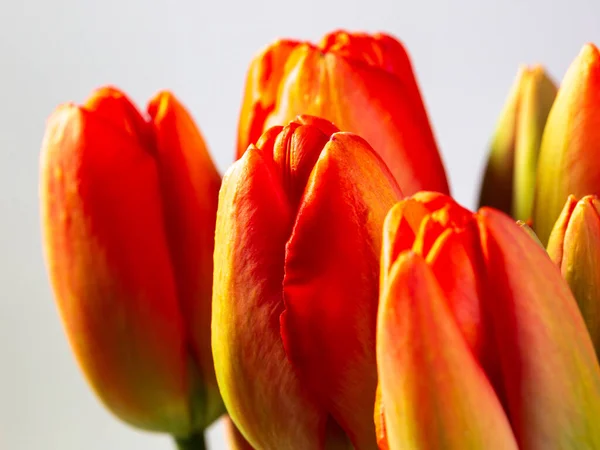 Gros Plan Des Tulipes Rouges Jaunes Fleurs Avec Fond Blanc — Photo
