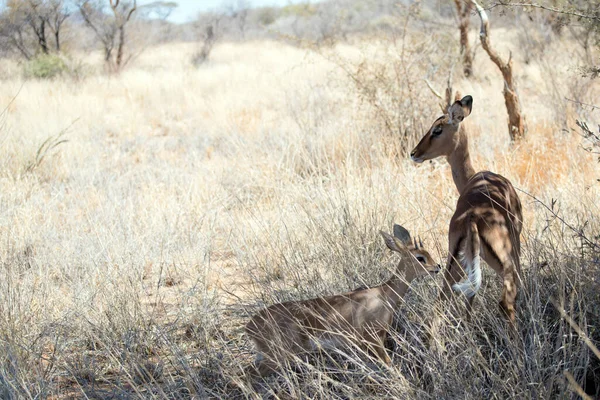 Antilopi Africane Presso Riserva Caccia Privata Erindi Omaruru Namibia — Foto Stock