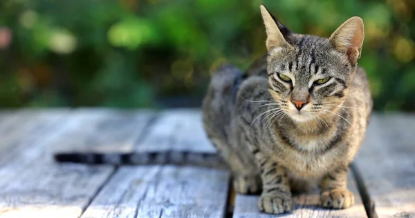 Chat Posant Devant Caméra Concept Idéal Pour Les Animaux Les — Photo