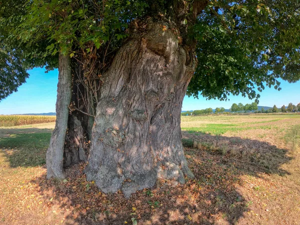 畑の古い巨大な木の幹のクローズアップショット — ストック写真