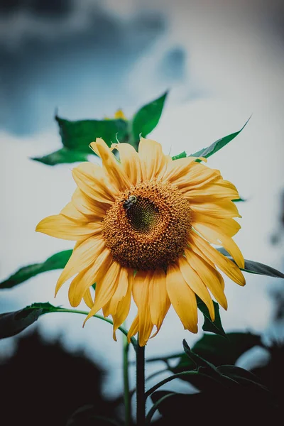在花园里长着一朵美丽的向日葵的垂直照片 — 图库照片