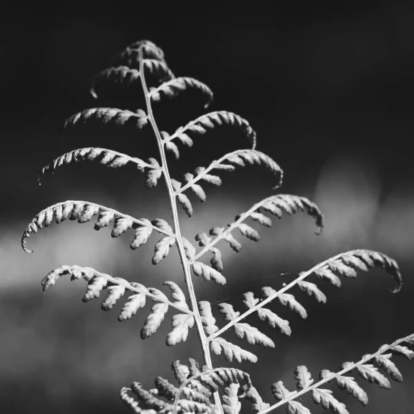 Grayscale Closeup Fern Leaves — Fotografia de Stock