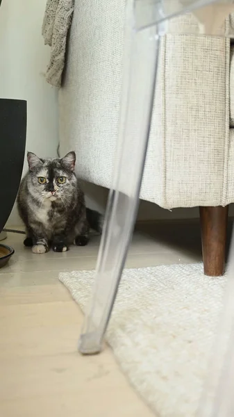 Katze Posiert Vor Der Kamera Ideales Konzept Für Haustiere Tiere — Stockfoto