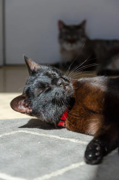 Sleepy Black Cat Lying Sunlight — Foto de Stock