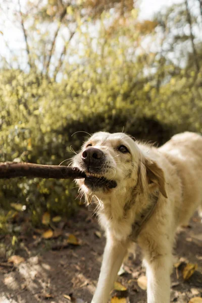 森の中で遊ぶ黄金のレトリバーかわいい犬の美しいショット — ストック写真