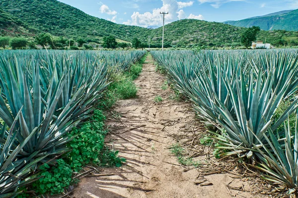 Modrá Agave Plantáž Terénu Aby Tequila Tequila Tequila Průmysl Koncept — Stock fotografie