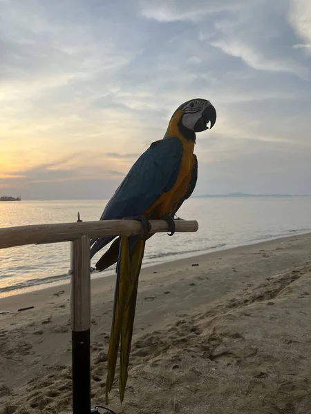 Pionowe Ujęcie Macaw Plaży Podczas Zachodu Słońca — Zdjęcie stockowe