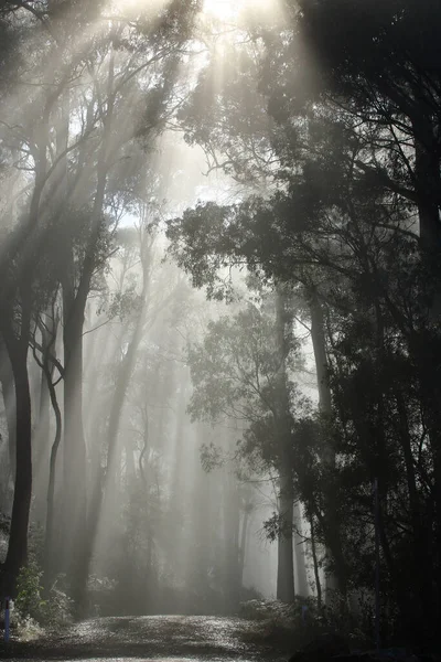 Una Toma Vertical Del Sol Brillando Través Los Árboles Bosque — Foto de Stock