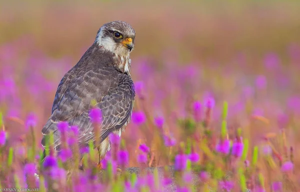 Closeup Kestrel Bird Standing Field Purple Flowers — Stock Photo, Image