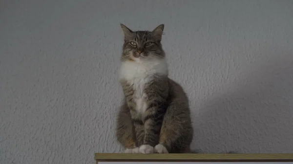カメラの前で猫のポーズ ペット 家庭用快適さのための理想的なコンセプト — ストック写真