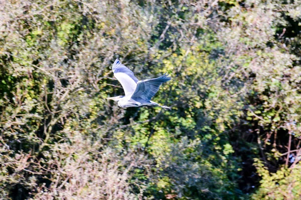 Foto Uma Grande Garça Azul Voando — Fotografia de Stock