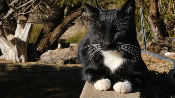 Gato Posando Delante Cámara Concepto Ideal Para Mascotas Animales Confort — Foto de Stock