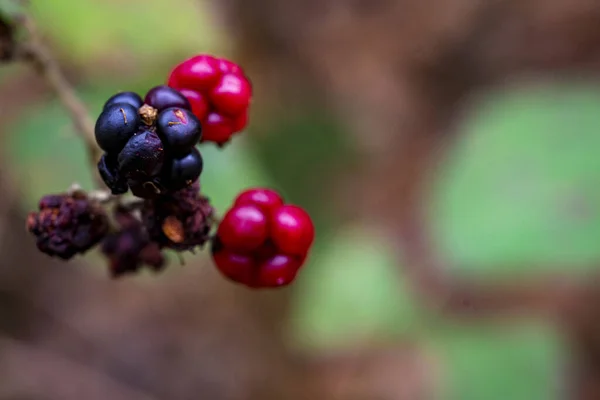 Closeup Shot Redberries Forest — Stock Fotó