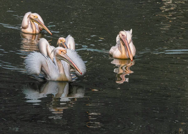 Чотири Рожеві Пелікани Плавають Озері — стокове фото