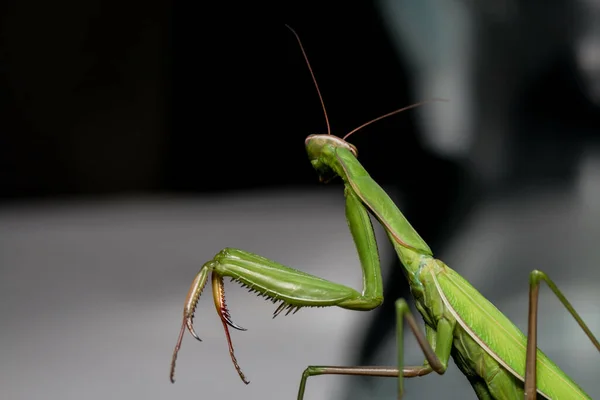 Selective Focus Shot Praying Mantis — Stock fotografie