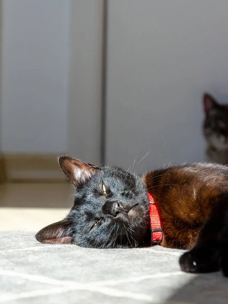 Pisica Neagra Somnoroasa Situata Sub Lumina Soarelui — Fotografie, imagine de stoc
