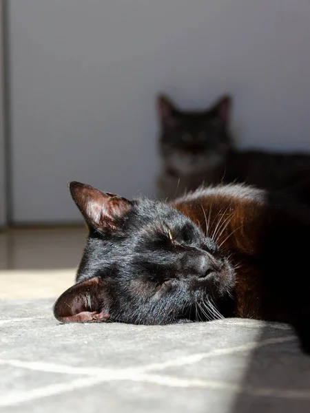 Sleepy Black Cat Lying Sunlight — Fotografia de Stock