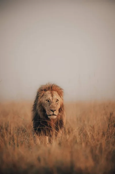 Een Verticaal Schot Van Een Prachtige Leeuw Een Gouden Veld — Stockfoto