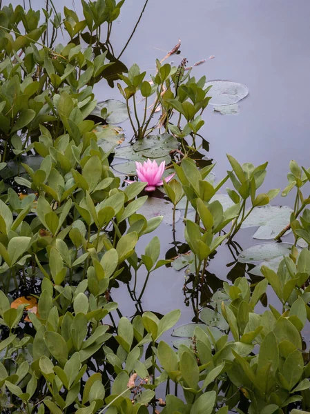 Tiro Vertical Uma Flor Lótus Rosa Folhas Lótus Verdes Lago — Fotografia de Stock