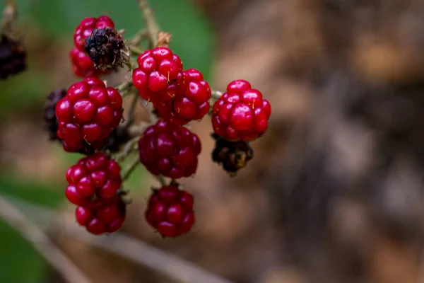 Primer Plano Arándanos Rojos Bosque —  Fotos de Stock