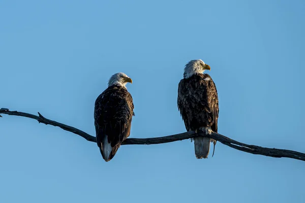 Beautiful Shot Two Eagles Standing Branch — Stockfoto