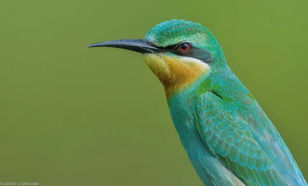 Closeup Rainbow Bee Eater Green Background — Stock Photo, Image