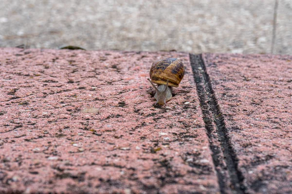 Closeup Shot Snail Red Stone Surface Street Gloomy Day — Fotografia de Stock